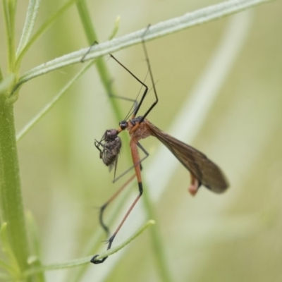 Harpobittacus australis (Hangingfly) at The Pinnacle - 27 Oct 2020 by AlisonMilton