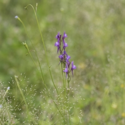 Linaria pelisseriana (Pelisser's Toadflax) at Hawker, ACT - 26 Oct 2020 by AlisonMilton