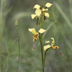 Diuris sulphurea (Tiger Orchid) at Hawker, ACT - 26 Oct 2020 by AlisonMilton