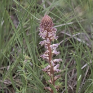 Orobanche minor at Hawker, ACT - 27 Oct 2020 10:30 AM