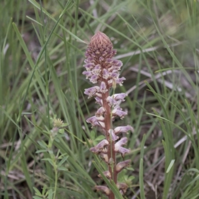Orobanche minor (Broomrape) at Hawker, ACT - 26 Oct 2020 by AlisonMilton