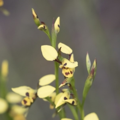 Diuris sulphurea (Tiger Orchid) at The Pinnacle - 26 Oct 2020 by AlisonMilton