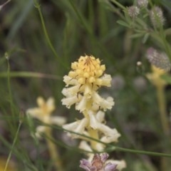 Orobanche minor (Broomrape) at Hawker, ACT - 27 Oct 2020 by AlisonMilton