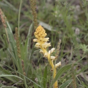 Orobanche minor at Hawker, ACT - 27 Oct 2020