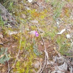 Swainsona sp. at Mount Ainslie - 27 Oct 2020 by jamesjonklaas