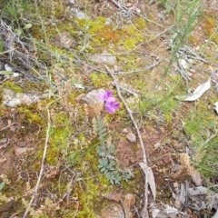 Swainsona sp. at Majura, ACT - 27 Oct 2020