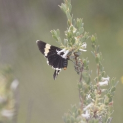 Eutrichopidia latinus (Yellow-banded Day-moth) at The Pinnacle - 27 Oct 2020 by AlisonMilton