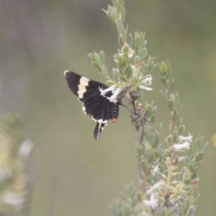 Eutrichopidia latinus (Yellow-banded Day-moth) at Hawker, ACT - 27 Oct 2020 by AlisonMilton