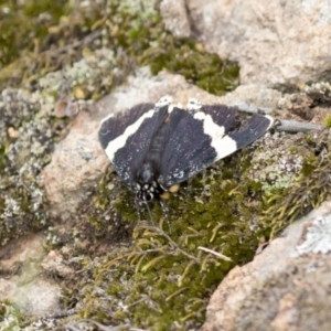 Eutrichopidia latinus at Hawker, ACT - 27 Oct 2020