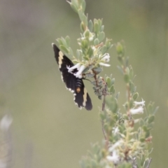 Eutrichopidia latinus at Hawker, ACT - 27 Oct 2020