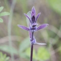 Ajuga australis (Austral Bugle) at Hawker, ACT - 27 Oct 2020 by AlisonMilton