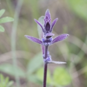 Ajuga australis at Hawker, ACT - 27 Oct 2020