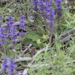 Ajuga australis at Hawker, ACT - 27 Oct 2020