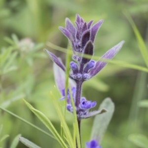 Ajuga australis at Hawker, ACT - 27 Oct 2020