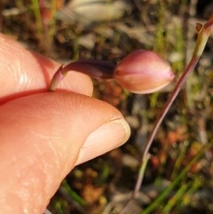 Thelymitra sp. (A Sun Orchid) at - 11 Oct 2020 by ClaireSee