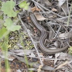 Ctenotus robustus (Robust Striped-skink) at Hawker, ACT - 27 Oct 2020 by AlisonMilton