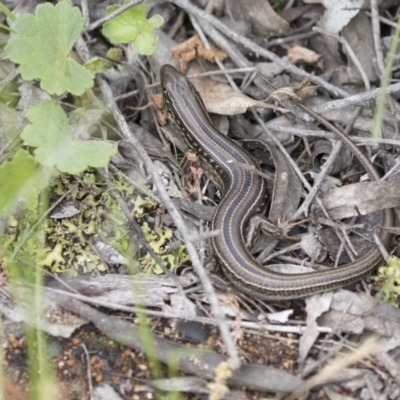 Ctenotus robustus (Robust Striped-skink) at Hawker, ACT - 27 Oct 2020 by AlisonMilton
