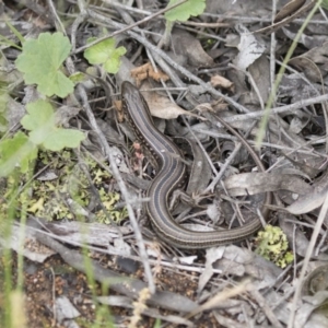 Ctenotus robustus at Hawker, ACT - 27 Oct 2020