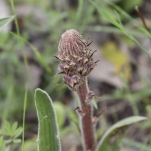 Orobanche minor at Hawker, ACT - 17 Oct 2020