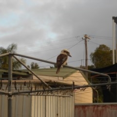 Dacelo novaeguineae (Laughing Kookaburra) at Basin View, NSW - 27 Oct 2020 by Trishwildfire