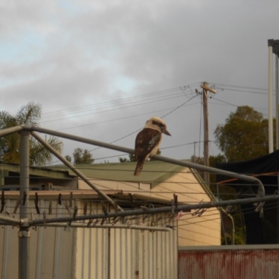 Dacelo novaeguineae (Laughing Kookaburra) at Basin View, NSW - 27 Oct 2020 by Trishwildfire