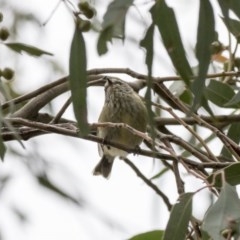 Acanthiza lineata (Striated Thornbill) at Hawker, ACT - 27 Oct 2020 by Alison Milton