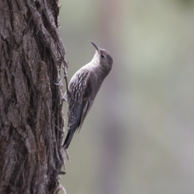 Cormobates leucophaea (White-throated Treecreeper) at Hawker, ACT - 27 Oct 2020 by AlisonMilton