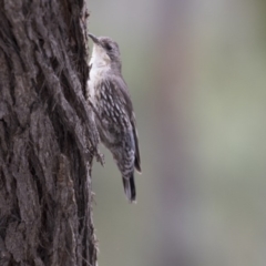 Cormobates leucophaea at Hawker, ACT - 27 Oct 2020 12:44 PM