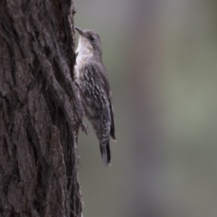 Cormobates leucophaea at Hawker, ACT - 27 Oct 2020 12:44 PM