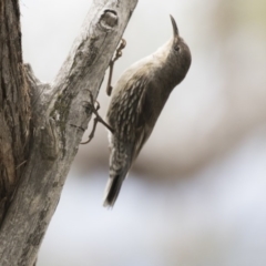 Cormobates leucophaea at Hawker, ACT - 27 Oct 2020 12:44 PM