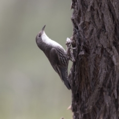 Cormobates leucophaea at Hawker, ACT - 27 Oct 2020 12:44 PM