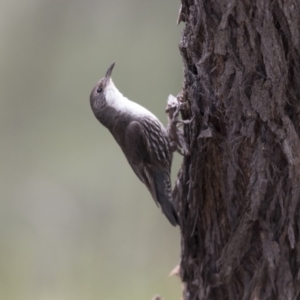 Cormobates leucophaea at Hawker, ACT - 27 Oct 2020