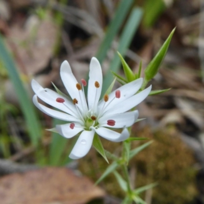 Stellaria pungens (Prickly Starwort) at Rugosa - 27 Oct 2020 by SenexRugosus