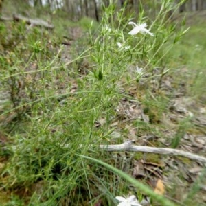 Stellaria pungens at Yass River, NSW - 27 Oct 2020