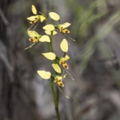 Diuris sulphurea (Tiger Orchid) at Hawker, ACT - 27 Oct 2020 by AlisonMilton