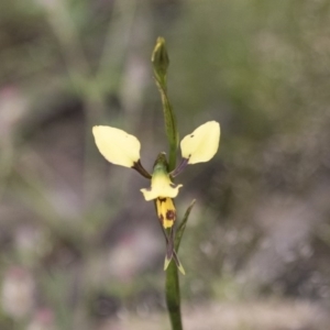 Diuris sulphurea at Hawker, ACT - 27 Oct 2020