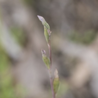 Thelymitra sp. (A Sun Orchid) at The Pinnacle - 27 Oct 2020 by AlisonMilton