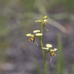 Diuris sulphurea (Tiger Orchid) at The Pinnacle - 27 Oct 2020 by AlisonMilton