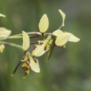 Diuris sulphurea at Hawker, ACT - 27 Oct 2020