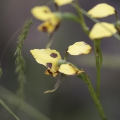 Diuris sulphurea at Hawker, ACT - 27 Oct 2020