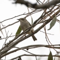 Melithreptus brevirostris (Brown-headed Honeyeater) at Hawker, ACT - 27 Oct 2020 by Alison Milton
