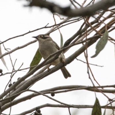 Melithreptus brevirostris (Brown-headed Honeyeater) at Hawker, ACT - 27 Oct 2020 by Alison Milton