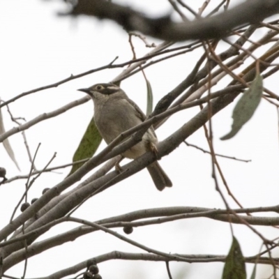 Melithreptus brevirostris (Brown-headed Honeyeater) at The Pinnacle - 27 Oct 2020 by AlisonMilton