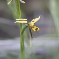 Diuris sulphurea (Tiger Orchid) at The Pinnacle - 27 Oct 2020 by AlisonMilton