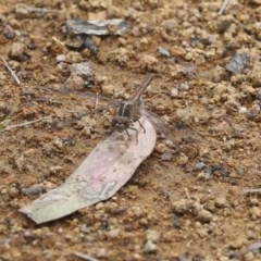 Diplacodes bipunctata (Wandering Percher) at Holt, ACT - 17 Oct 2020 by AlisonMilton