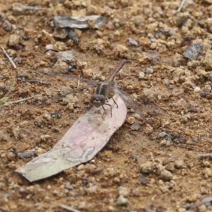 Diplacodes bipunctata at Holt, ACT - 17 Oct 2020