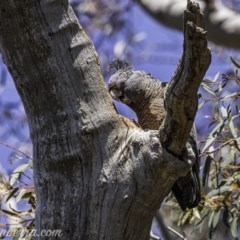 Callocephalon fimbriatum (Gang-gang Cockatoo) at Garran, ACT - 10 Oct 2020 by BIrdsinCanberra