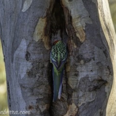 Platycercus eximius (Eastern Rosella) at Deakin, ACT - 10 Oct 2020 by BIrdsinCanberra