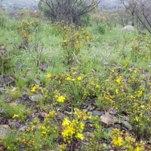 Hibbertia obtusifolia at Lyons, ACT - 27 Oct 2020