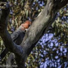 Callocephalon fimbriatum (Gang-gang Cockatoo) at Deakin, ACT - 11 Oct 2020 by BIrdsinCanberra